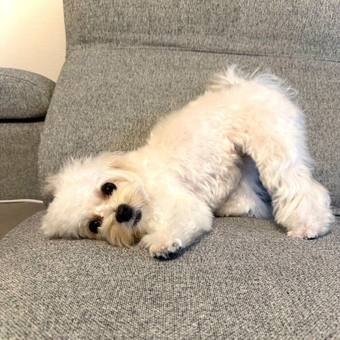 現在のころっけちゃん