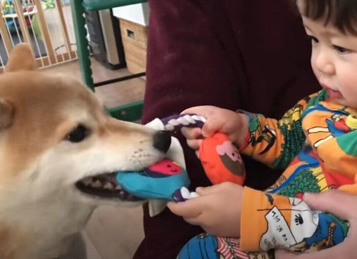 遊ぶ赤ちゃんと犬