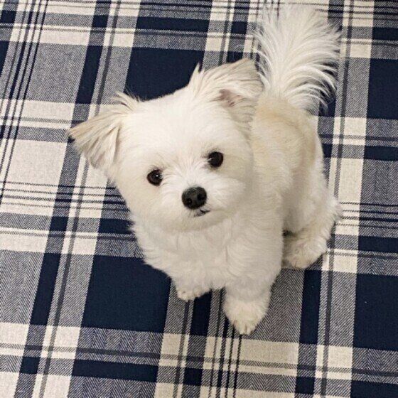 見つめる犬