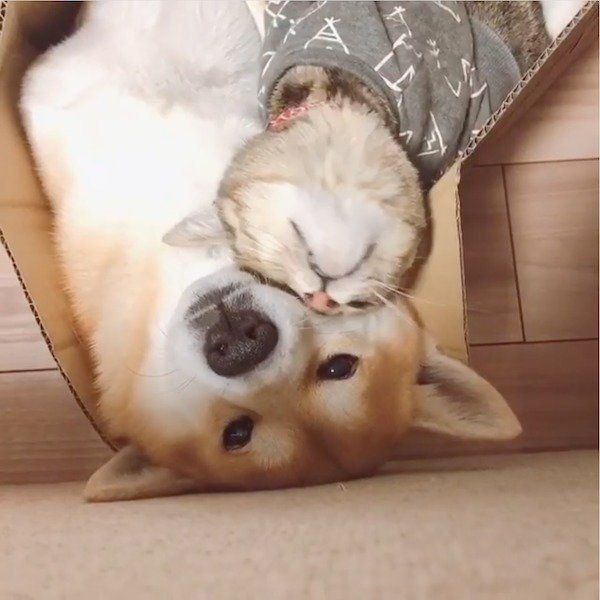 一緒にごろごろするHaluくんとMugiくん