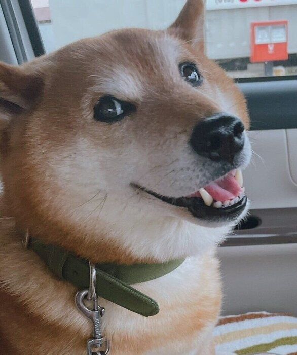 先代犬・ぽん太くん