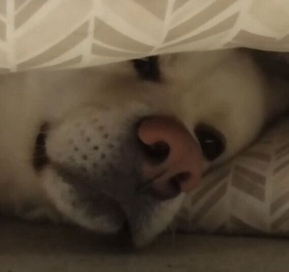 秋田犬のゆうきくん♪