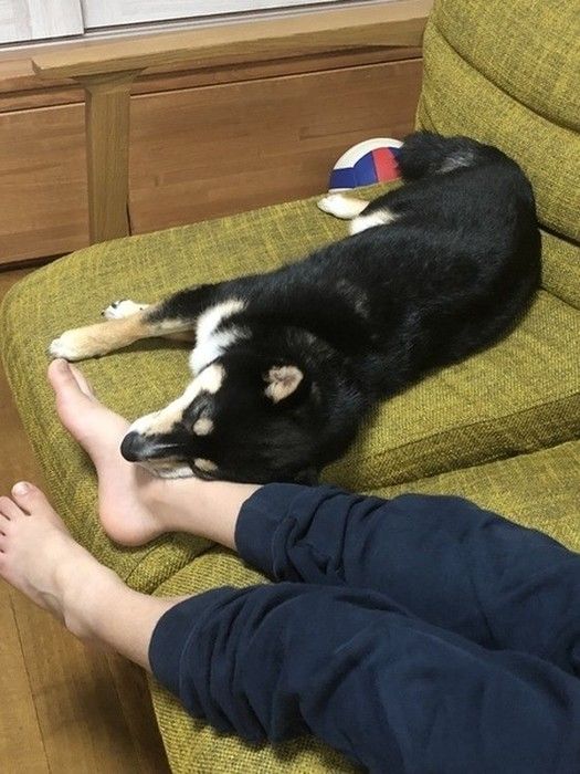 黒柴