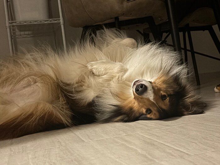 床に寝転ぶシェットランド・シープドッグ