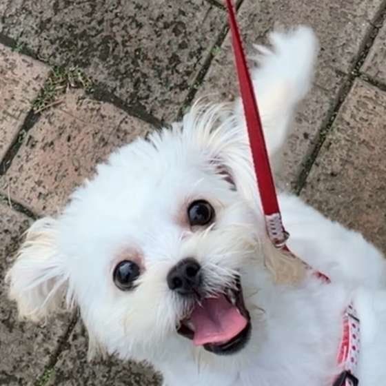 お散歩する犬