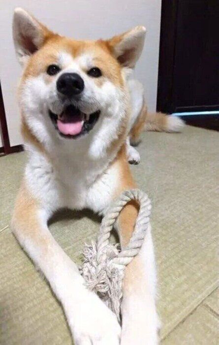 とびきりの笑顔を見せる秋田犬