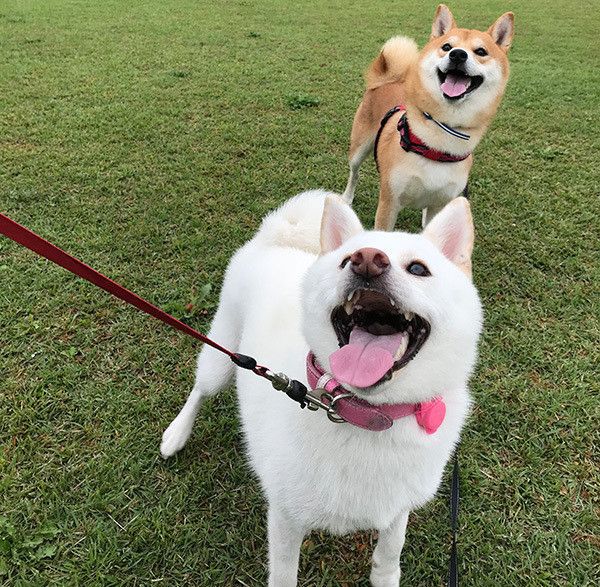 見つめる柴犬