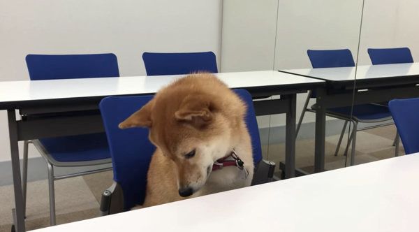 英語を勉強する柴犬