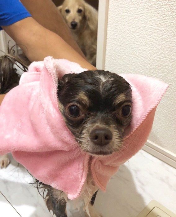 耐えるチワワ