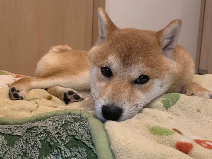 まったりする豆吉くん