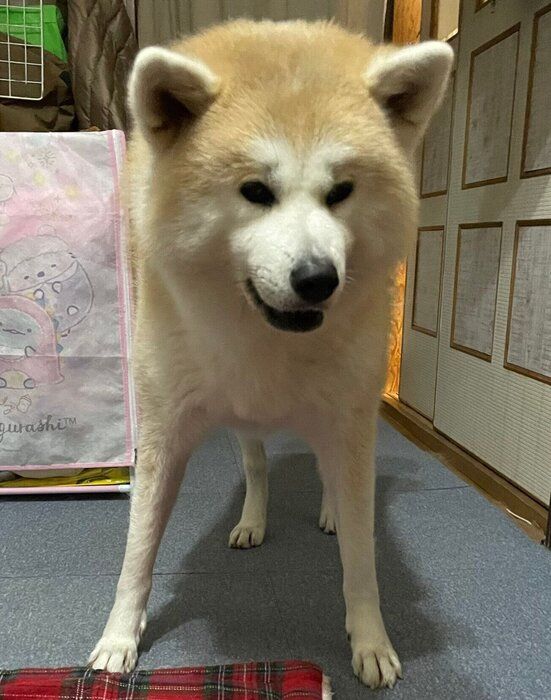 「ピンポン！」の音が鳴るとすぐに起きて、パパさんをお出迎えするももちゃん。