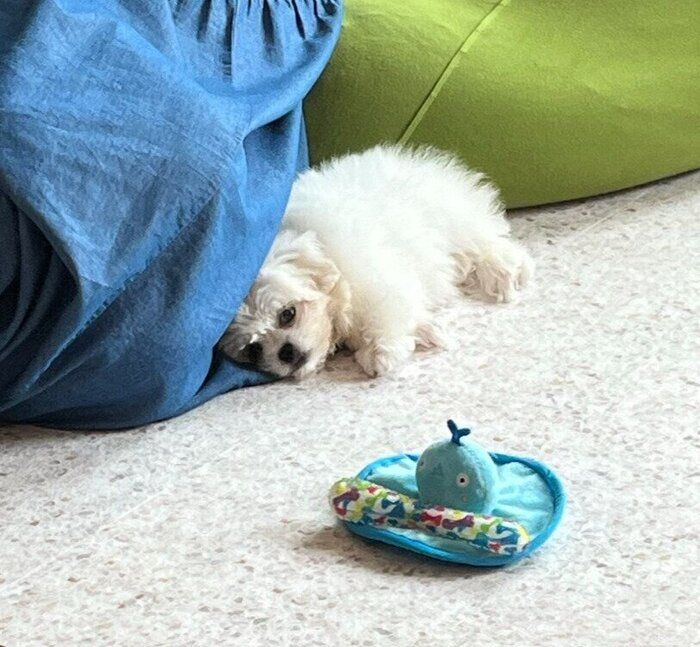 寝転ぶ生後2カ月の子犬