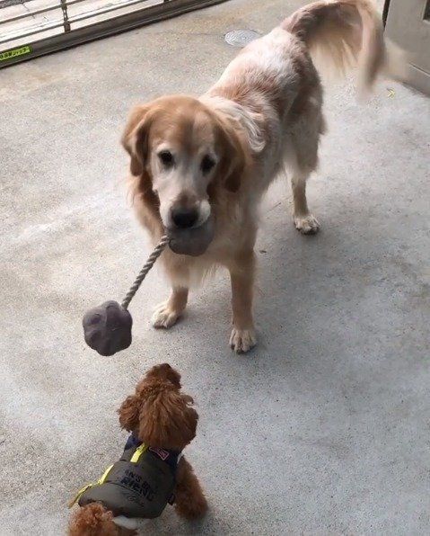 遊ぶ犬