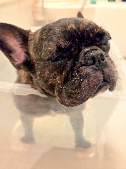 お風呂が大の苦手でご機嫌ななめ?「犬との生活を諦めていた」家族を惹きつけた元保護犬は、今では「家族の中心的存在」に!