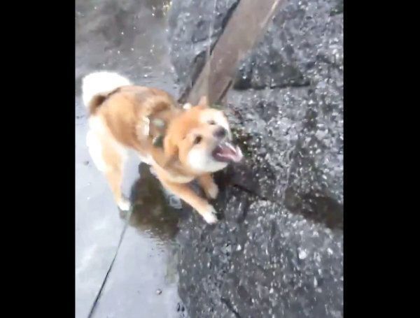 雨にテンションMAXになるおにぎりちゃん