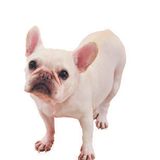 獣医師解説 犬のいびきは病気 病院に行くべき症状は いぬのきもちweb Magazine 獣医師解説 犬のいびきは病気 病院に行くべき症状は いぬのきもちweb Magazine