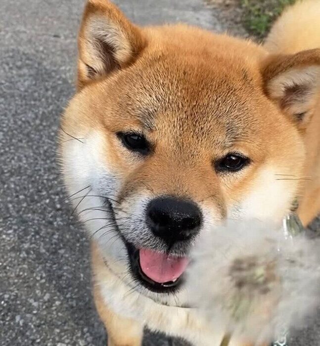 迎え入れから1カ月頃のくま丸くん