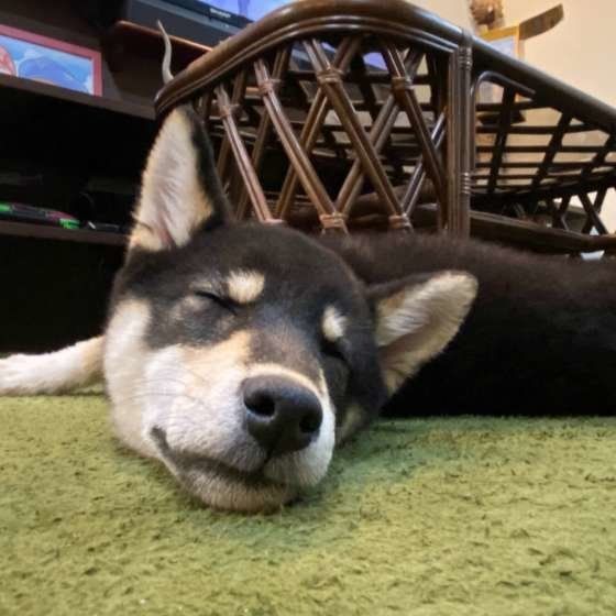 柴犬のしば太くん