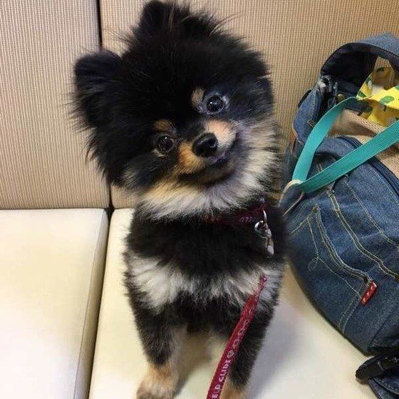 ポメラニアン