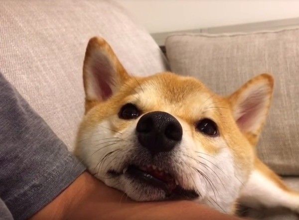 柴犬