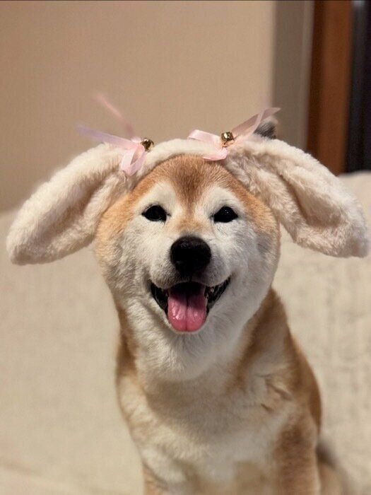 おばあちゃんになった柴犬マロたんが教えてくれた「時の流れと仲直りする方法」