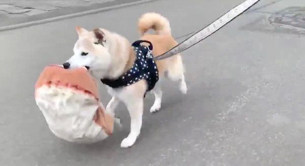 パン柄のクッションをくわえて走る小次郎くん