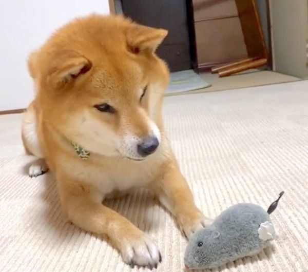 ねずみのおもちゃで遊ぶ福くん