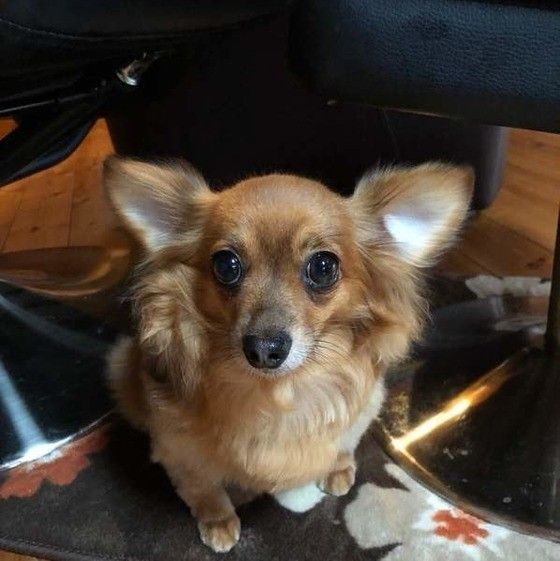 見つめる犬