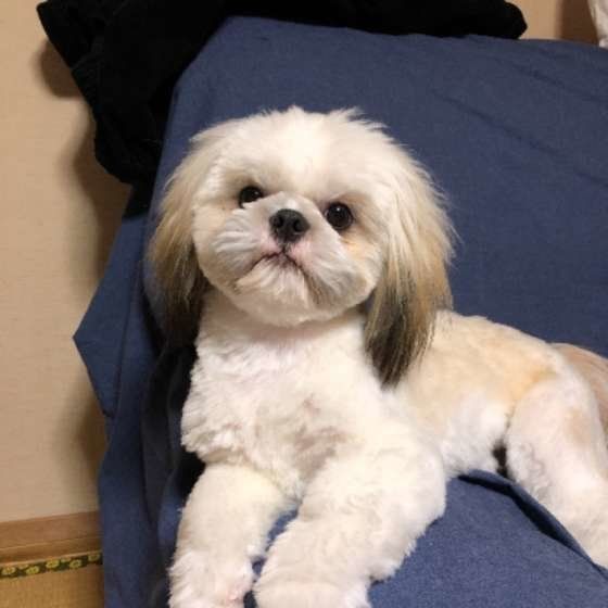 ソファでくつろぐシー・ズー