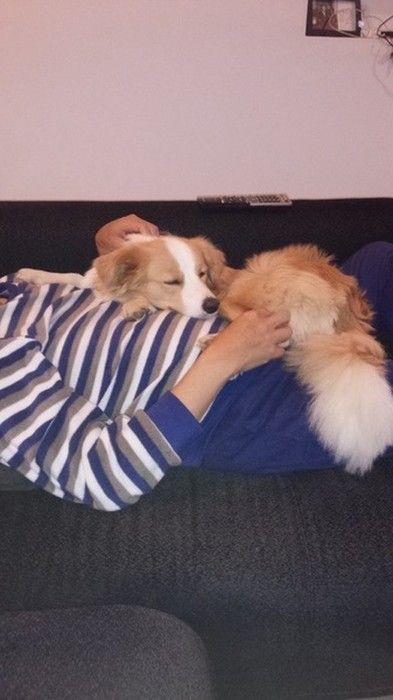 一緒に寝る犬