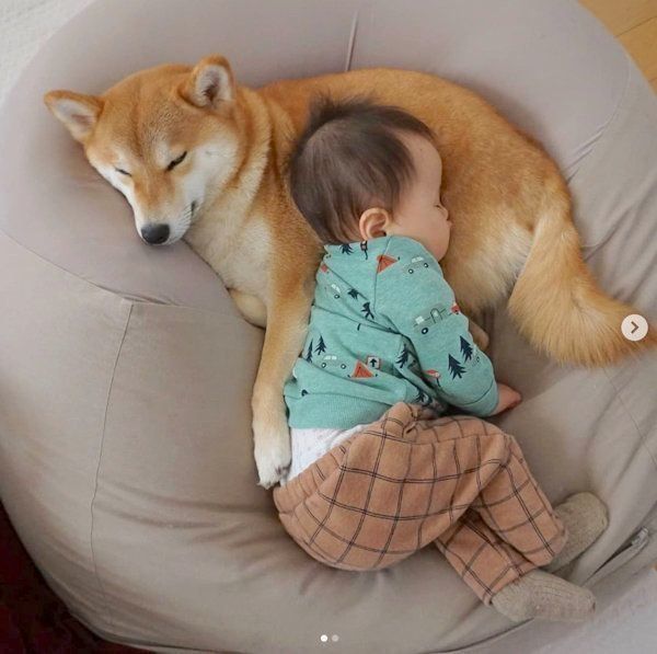 柴犬のひなたちゃんと妹ちゃん