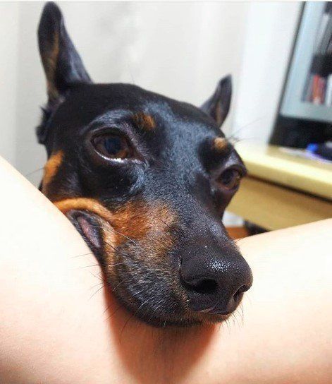 ミニピン