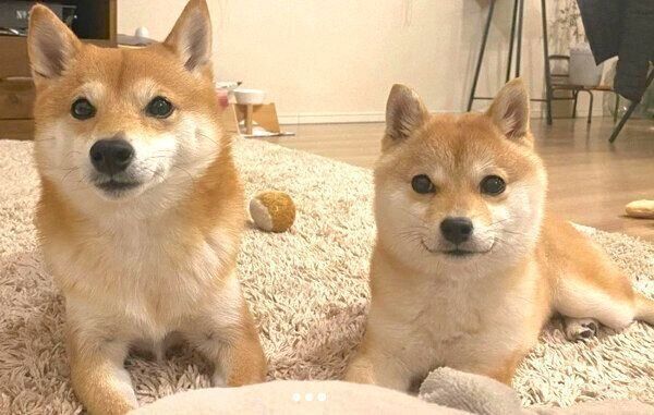 見つめるにこちゃんとたまちゃん