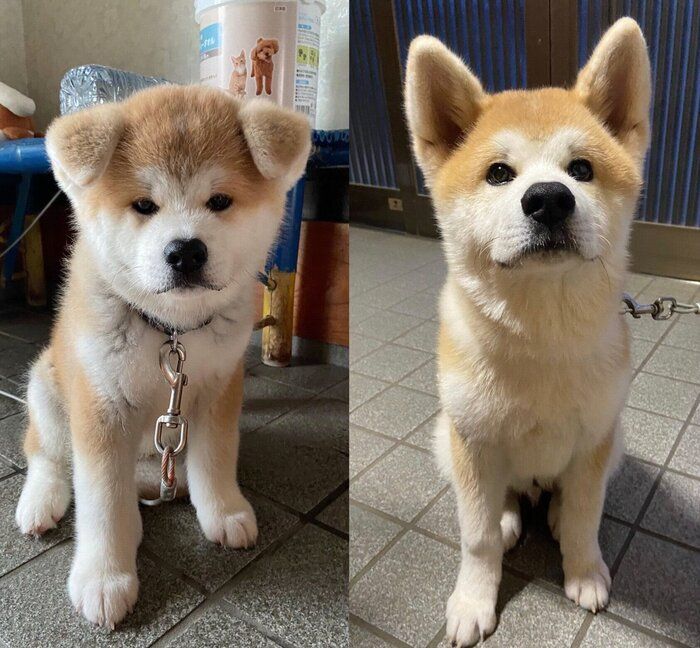 子犬時代のむう太くん