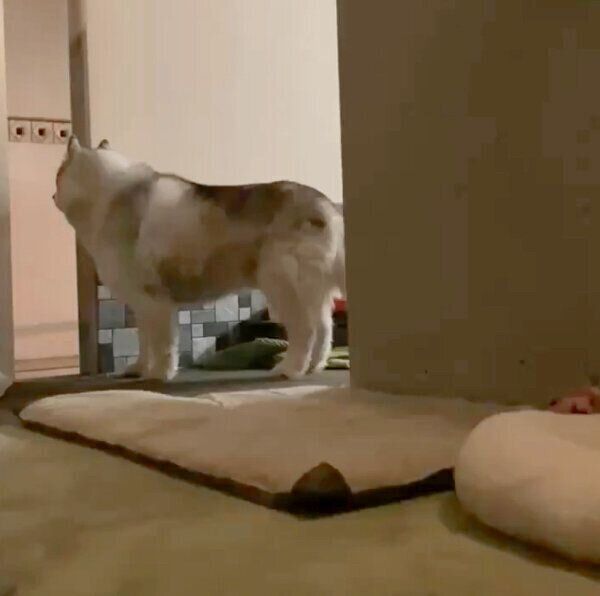 何かを見つめるフィスくん
