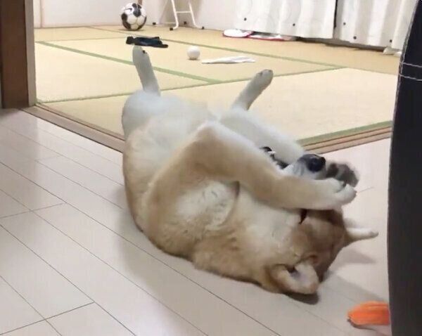 ごはんを早食いして後悔するこむぎくん
