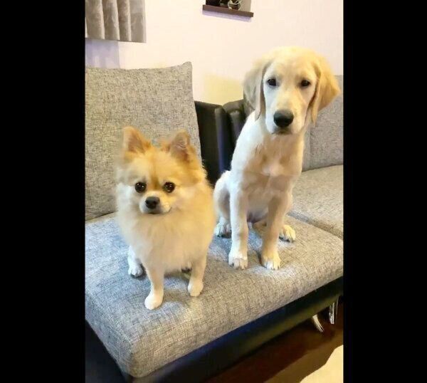 お座りするぽん吉くんとらん丸くん