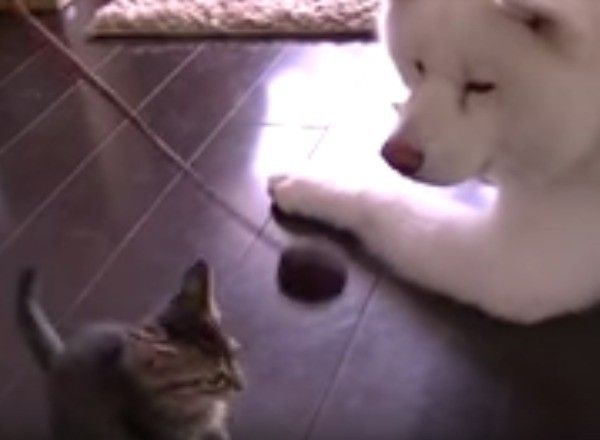 秋田犬と猫