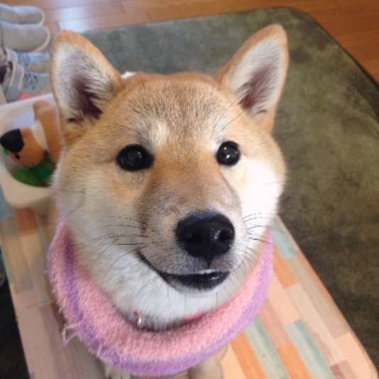 柴