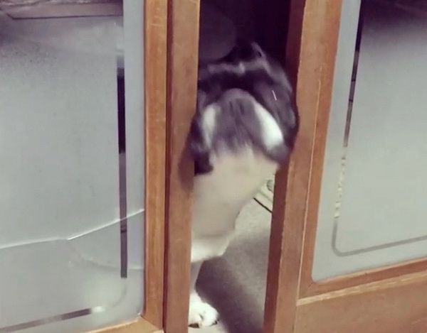 お顔でドアを開けるフレンチ・ブルドッグ