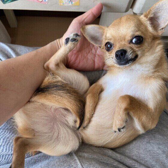 チワワ