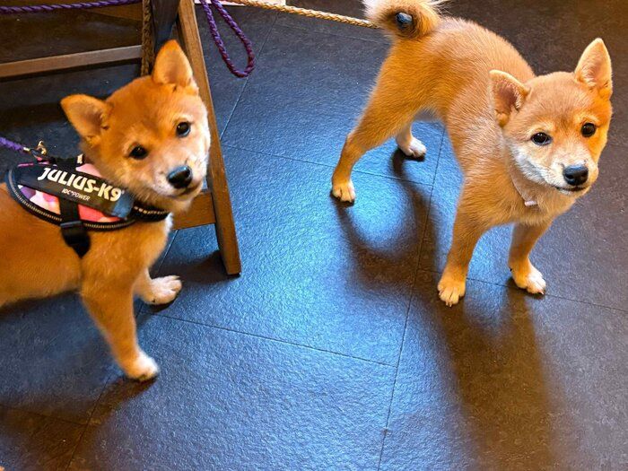 子犬時代の2頭