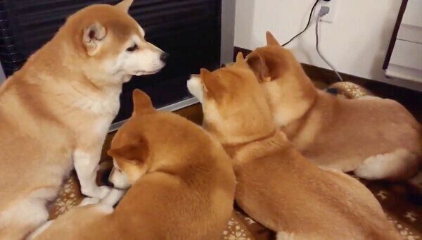 ストーブの前に集まる柴犬一家