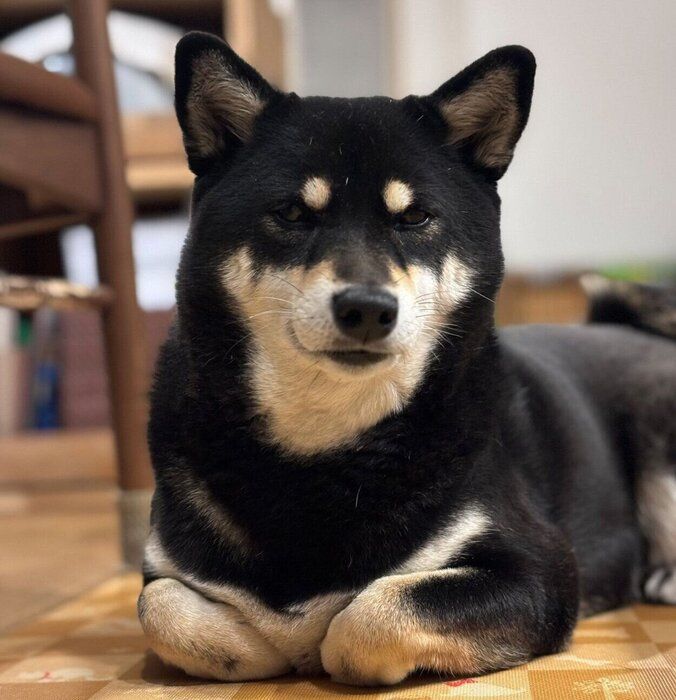 ゴハン待ちをする拓ちゃん