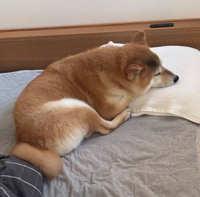 枕を使って眠る会長さん