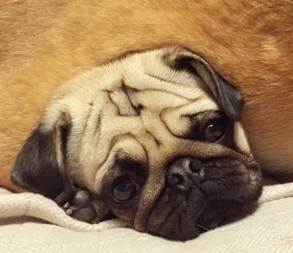 柴犬の下敷きになるパグ