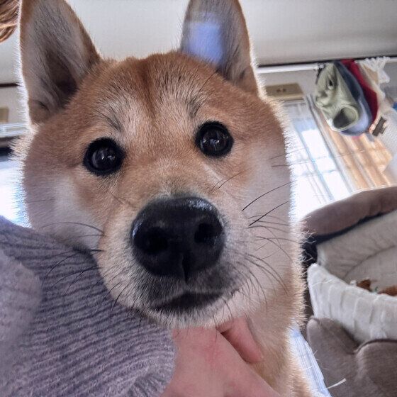 柴のはるちゃん