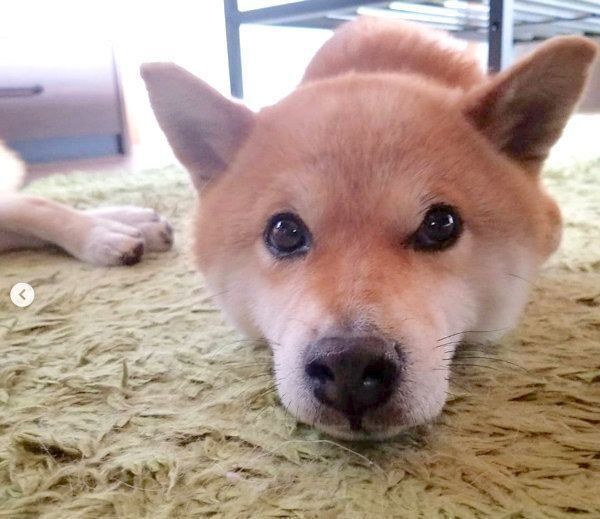 猫化する柴犬