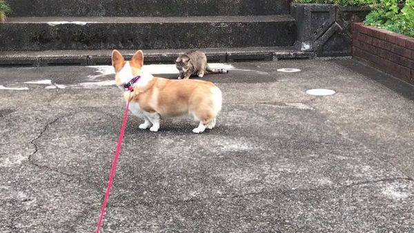 年下ニャンコ