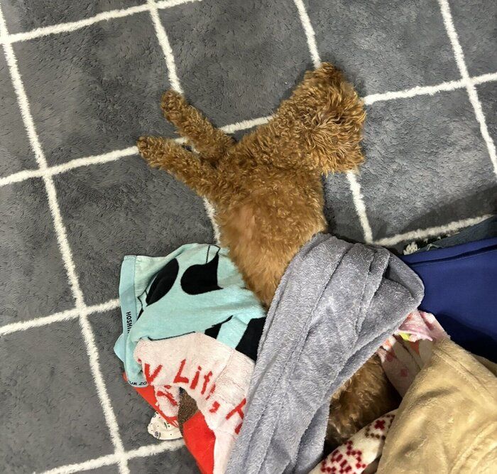 洗濯物の中で眠るポムちゃん